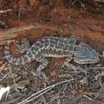 A juvenile central bearded dragon, Mutooroo, South Australia. © Graham Armstrong