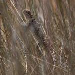 A juvenile central bearded dragon, Port Augusta, South Australia. © Joshua S. Martin