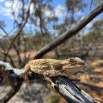 Central bearded dragon, Calperum Station, South Australia. © Max Tibby