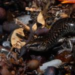 An egg-laying skink forages in coastal debris (Mercury Islands, Coromandel). <a href="https://www.instagram.com/tim.harker.nz/">© Tim Harker</a>