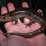 A 25-year old robust skink (Mercury Islands, Coromandel) <a href="https://www.instagram.com/tim.harker.nz/">© Tim Harker</a>