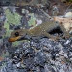 Hura te ao gecko (northern Otago). <a href="https://www.instagram.com/tim.harker.nz/">© Tim Harker</a>
