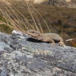 Short-toed gecko (The Remarkables, Otago). <a href="https://www.instagram.com/tim.harker.nz/">© Tim Harker</a>