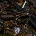 An egg-laying skink foraging in the splash zone (Mercury Islands, Coromandel). <a href="https://www.instagram.com/tim.harker.nz/">© Tim Harker</a>