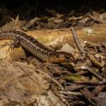 A robust skink moves along the forest floor (Mercury Islands, Coromandel) <a href="https://www.instagram.com/tim.harker.nz/">© Tim Harker</a>