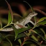 Broad-cheeked gecko (Ōkārito). <a href="https://www.instagram.com/dwhittaker99_photo/">© Darcy Whittaker</a>