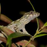 Broad-cheeked gecko (Ōkārito). <a href="https://www.instagram.com/dwhittaker99_photo/">© Darcy Whittaker</a>