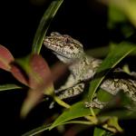 Broad-cheeked gecko (Ōkārito). <a href="https://www.instagram.com/dwhittaker99_photo/">© Darcy Whittaker</a>