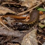 Whitaker's skink (Mercury Islands, Coromandel). <a href="https://www.instagram.com/tim.harker.nz/">© Tim Harker</a>