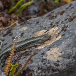 Barrier skink basking on rock (Darran Mountains).  <a href="https://www.instagram.com/tim.harker.nz/">© Tim Harker</a>