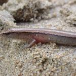 Slight skink (Te Paki, Northland). © Benjamin Lavin