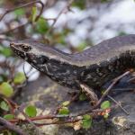 Hauraki skink (Aotea / Great Barrier Island). <a href="https://www.instagram.com/blairbalsom/">© Blair Balsom</a>