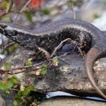 Hauraki skink (Aotea / Great Barrier Island). <a href="https://www.instagram.com/blairbalsom/">© Blair Balsom</a>