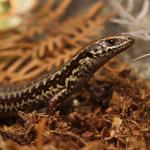 Close-up of male St Arnaud speckled skink in habitat (Nelson Lakes). <a href="https://www.instagram.com/nickharker.nz/">© Nick Harker</a>