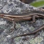 White-bellied skink (Hakatere Conservation Area, Canterbury). <a href="https://www.instagram.com/samuelpurdiewildlife/">© Samuel Purdie</a>