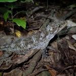 Duvaucel's gecko (Aorangi Island, Poor Knights). © Oscar Dove