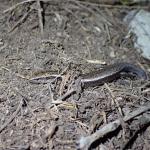 Hardy's skink (Aorangi Island, Poor Knights). © Oscar Dove
