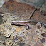 Hardy's skink (Aorangi Island, Poor Knights). © Oscar Dove