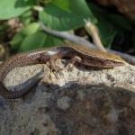 Hardy's skink (Aorangi Island, Poor Knights). © Oscar Dove