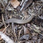 Hardy's skink (Aorangi Island, Poor Knights). © Oscar Dove