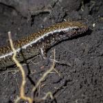 Hauraki skink (Hen and Chicken Islands, Northland). © Oscar Dove