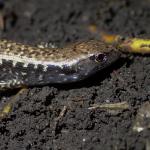A juvenile Hauraki skink (Hen and Chicken Islands, Northland). © Oscar Dove