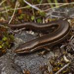 White bellied skink in alpine vegetation. <a href="https://www.instagram.com/nickharker.nz/">© Nick Harker</a> 