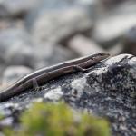 White bellied skink basking. <a href="https://www.instagram.com/nickharker.nz/">© Nick Harker</a> 