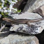 White bellied skink with temporary marking (white dot on head) for survey.. <a href="https://www.instagram.com/nickharker.nz/">© Nick Harker</a> 