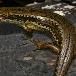 Buller skink (Granity, West Coast). <a href="https://www.flickr.com/photos/rocknvole/">© Tony Jewell</a>