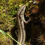 Small-scaled skink (Ruahine Ranges). © Oscar Dove