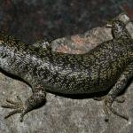 Canterbury scree skink (Rangitata gorge, Canterbury). <a href="https://www.flickr.com/photos/rocknvole/">© Tony Jewell</a>