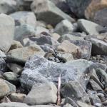 Canterbury scree skink in boulder river bank terrace (Canterbury). <a href="https://www.instagram.com/nickharker.nz/">© Nick Harker</a>