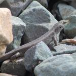 Canterbury scree skink in boulder river bank terrace (Canterbury). <a href="https://www.instagram.com/nickharker.nz/">© Nick Harker</a>
