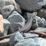 Canterbury scree skink in boulder river bank terrace (Canterbury). <a href="https://www.instagram.com/nickharker.nz/">© Nick Harker</a>