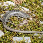 Canterbury scree skink (Ashburton Lakes). <a href="https://www.instagram.com/benweatherley.nz/?hl=en">© Ben Weatherley</a>